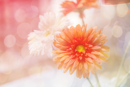 beautiful flowers made with color filtersの写真素材