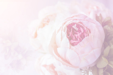 Pink roses on pink background.の写真素材