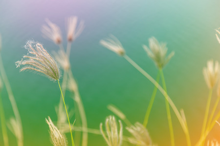 Field of grass during sunsetの写真素材