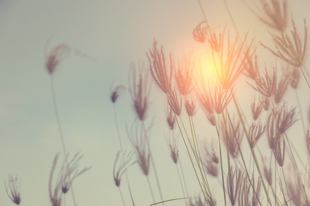 Field of grass during sunsetの写真素材
