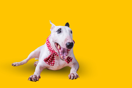 cute english bullterrier isolate on white backgtoundの写真素材