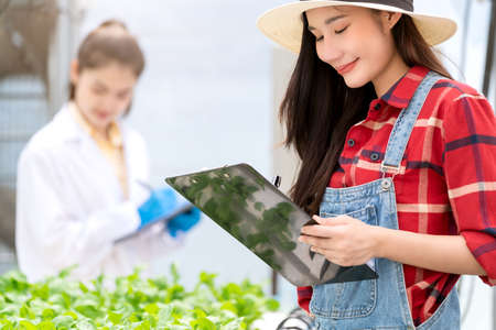 asian farm hydroponic business female Scientists checking green tiny plants in greenhouse  with female business owner or customer with rack of plantsの写真素材