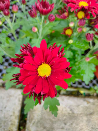 Beautiful Red Chrysanthemum flower in garden blur background. Spring summer blossom floral.の写真素材
