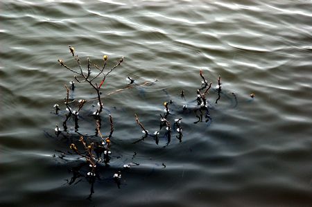 Plant growing in the water with drops on its branchesの写真素材