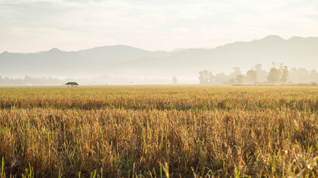 Golden rice field and mountain as background in Horizontal, Thailandの写真素材