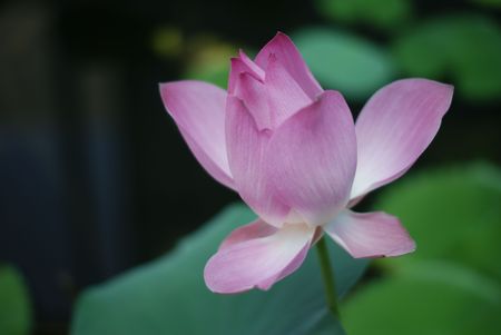 The Lotus Flower Was Bloomの写真素材