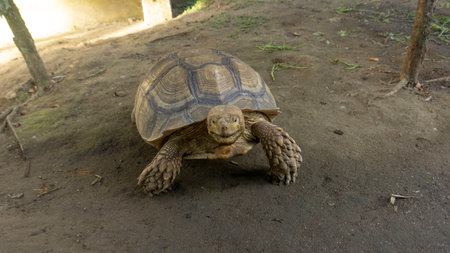 The Sulcata tortoise is known as the third largest tortoise in the world. This animal is also called the African Spurred Tortoise, because they come from deserts in Africa.の写真素材