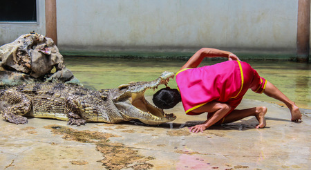 crocodile show in thailandの写真素材
