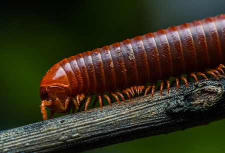 the millipede walkingの写真素材
