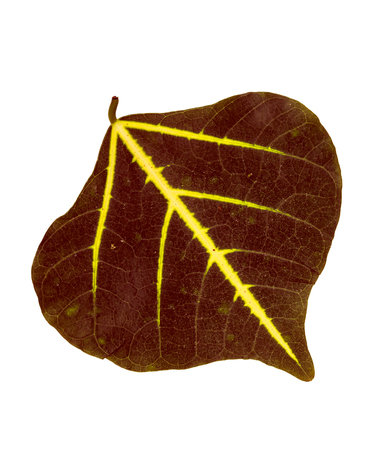 bai lang golden green leaf on white blackgroundの写真素材