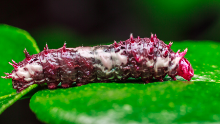 Macro close up Caterpillars,eating the leaves.の写真素材