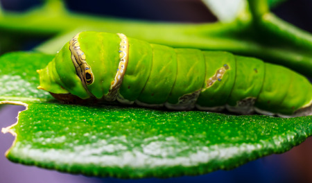 Macro close up Caterpillar, green worm eating the leavesの写真素材