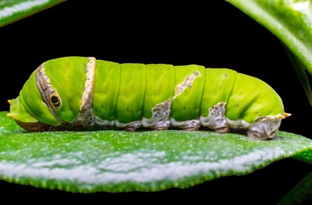 Macro close up Caterpillar, green worm eating the leavesの写真素材