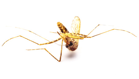 mosquito dying on white background