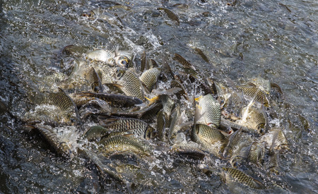 Fish food fight