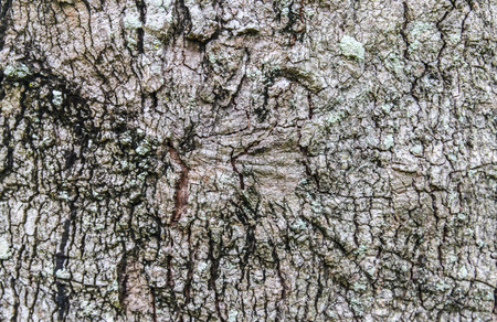 tree bark texture