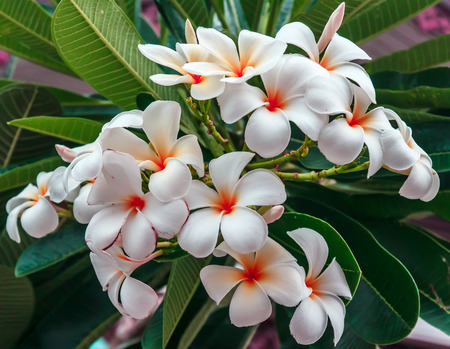 Frangipani flowers Whiteの写真素材