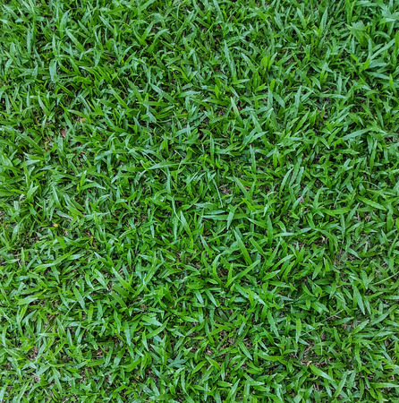 Background of green grass