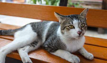 Thailand cat sleeping on a wooden tableの写真素材