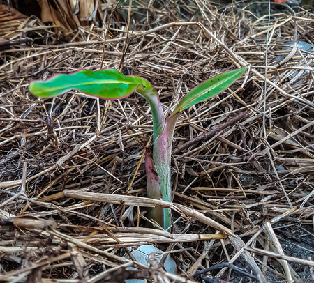 Green Sapling plant. in the garden. backgroundの写真素材
