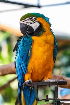 Parrot macawの写真素材