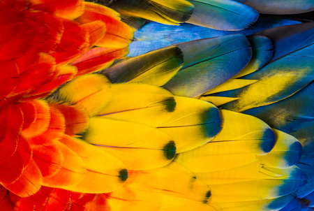 feathers Parrot Macaw. with beautiful colors. background
