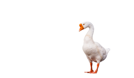 White swan, walking  on white backgroundの写真素材