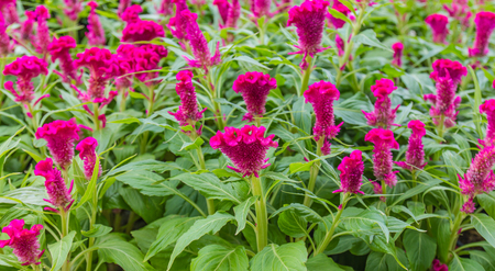 Purple beautiful flower in garden public blurred focusの写真素材