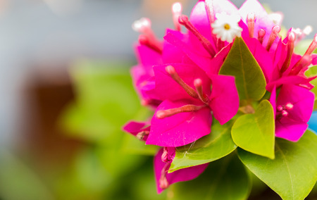 Red beautiful flower in garden public. close up