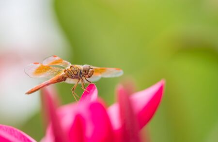 Dragonfly insect in nature. close up