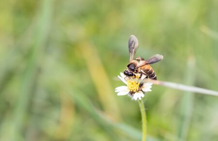Bee eat pollen of flower in nature.