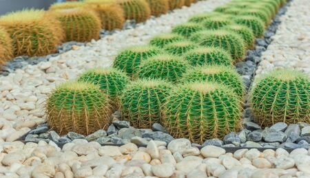 Cactus planted for business purposes, travel and sell.