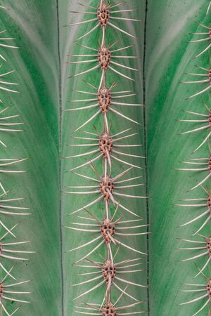 close up. Cactus thorns for the background