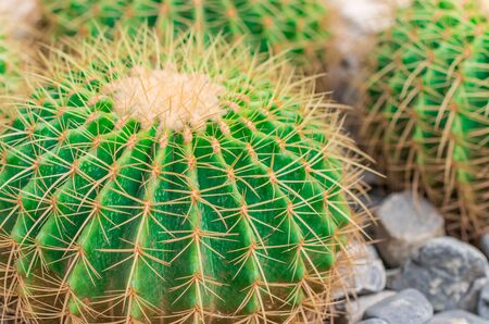 Big Cactus plant. close up photo