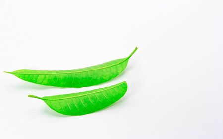 The Green leaves isolated on white background.の写真素材