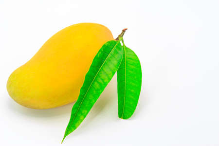 Ripe mango with green leaf on white background.の写真素材