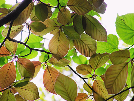 beech leaves in beginnig of autumn