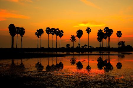 the reflection of yellow sky line and palm tree shadow,Cha-am beach Thailandの写真素材