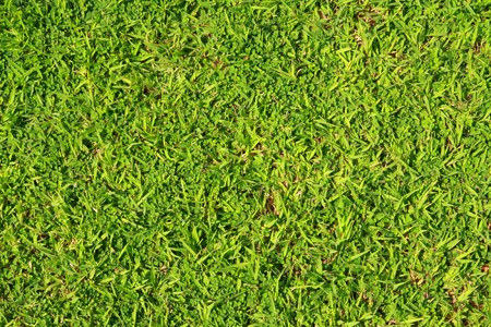 green tropical grass background in hot summer.の写真素材