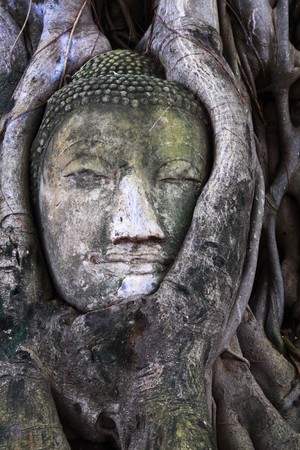 stone budda head in the tree roots, Ayutthaya is old capital of Thailand ,Ayutthaya is world heritage park in Thailand.の写真素材