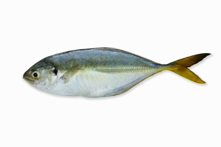 Raw fish.  YELLOW-TAIL ROUND SCAD on white background.