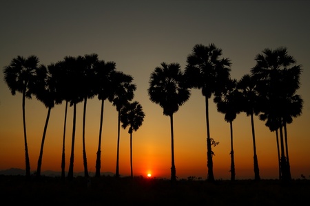 Silhouetted palm tree with sunset backgroundの写真素材
