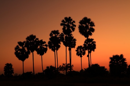 Silhouetted palm tree with sunset backgroundの写真素材