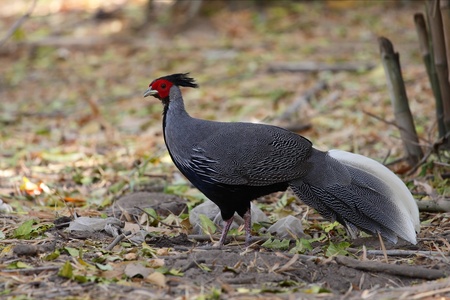 freedom Kalij Pheasant (male)の写真素材