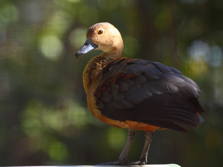 The waterfowl (Callonetta leucophrys) is a small duck.の写真素材