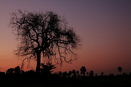 dead tree silhouette on twilight skyの写真素材