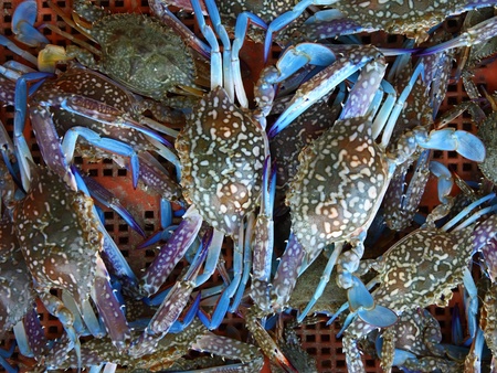 Fresh blue crab at a seafood market.のeditorial素材