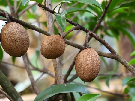 Manilkara zapota commonly known as the sapodilla, is a long-lived, evergreen tree native to southern Mexico, Central America and the Caribbeanの写真素材
