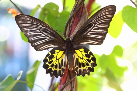 Golden Birdwing (Troides aeacus) is a large butterfly belonging to the Swallowtail (Papilionidae family).の写真素材