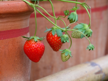 Bush of fresh strawberry in the farmの写真素材